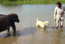 Baby Elephant Is Deathly Afraid Of Water, But One Woman Knows A Way To Help