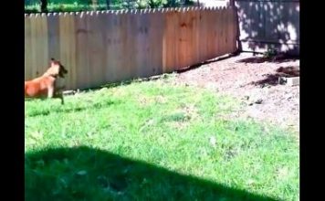 Man Is Proud Of New Fence That Doesn’t Keep Dog His In
