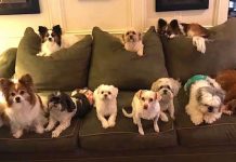 Foster Mom (And Apparent Dog Whisperer) Always Takes The Best Family Portraits