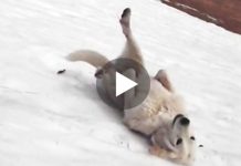 Owners Find Their Dog Playing On A Hill, The Game He Invented Is Genius