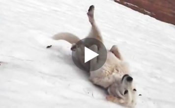 Owners Find Their Dog Playing On A Hill, The Game He Invented Is Genius