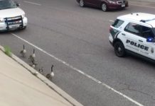 Police Notice Geese Family On Highway, Provide Safe Escort In Act Of Kindness
