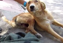 Injured Dog Lying In The Street Wags His Tail As Rescuers Approach