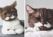 Meet Gringo, The Cat With The Wonderful Mustache