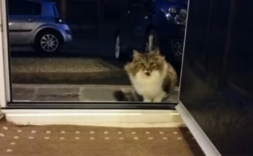 Stray Mother Cat Paws At The Door But She Is About To Surprise Them As They Open The Door