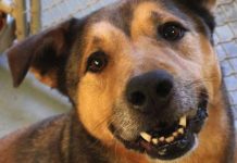 Dog’s So Happy To Be In A Home After 2,381 Days In The Shelter