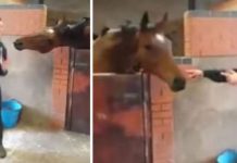 Woman Dances To ‘All About That Bass’ – Then Horse Joins For Dance Party Viewed ~4 Million Times