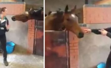 Woman Dances To ‘All About That Bass’ – Then Horse Joins For Dance Party Viewed ~4 Million Times