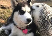 Husky Puppy And Snowy Owl Are The Unlikely Best Friends You Need In Your Life