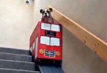 Dog With Arthritis Struggles On Stairs So Owner Comes Up With Adorable Solution