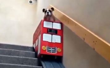 Dog With Arthritis Struggles On Stairs So Owner Comes Up With Adorable Solution