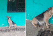 Pregnant Dog Waits By The Door For Her Family To Return, But They Moved Away