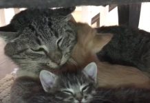 Feral Cat Was On The Verge Of Death When Presented With A Reason To Live