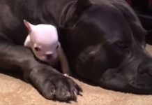 Massive Dog Takes The Tiniest Pup Under His Wing To Protect Forever
