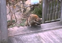 Woman Gives Food to Blind Raccoon, Then Hits Records When He Brings His 2 Tiny “Bodyguards”