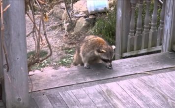 Woman Gives Food to Blind Raccoon, Then Hits Records When He Brings His 2 Tiny “Bodyguards”