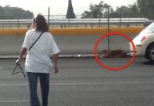 Brave Woman Crosses Busy Highway to Rescue Injured Dog when No One Else Would