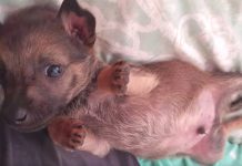 The Sweetest Pup Wonders What He Did To Deserve Kids Throwing Rocks At Him