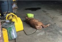 This Dog’s Been Chained To This Wall For 8 Years. Now Watch As Rescuers Approach…