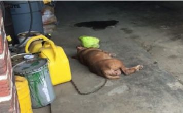 This Dog’s Been Chained To This Wall For 8 Years. Now Watch As Rescuers Approach…