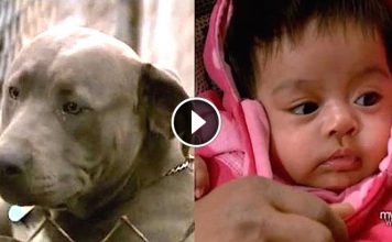 Armed Robers Breaks Into House And Steal Baby Girl, But Family Pit Bull Was Waiting Outside