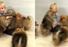 Little Boy Handles Swarm Of Pomeranian Puppies With Lots Of Adorable Laughs