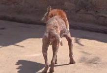 Stray Found With Mange Wasn’t Even Recognizable As A Dog From Certain Angles