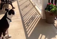 Pit Bull Patiently Waits For Her Human To Come Home From School Every Day