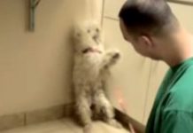 Sweetest Dog Ever Adopted 1 Hour Before She Is Set To Be Put Down