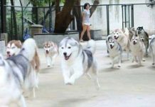 There’s A Cafe With 23 Huskies, And They Come Running After Your Cake And Drink