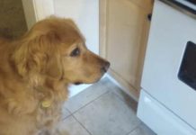 This Picky Dog Won’t Eat Her Dry Food, So Dad Came Up With A Solution