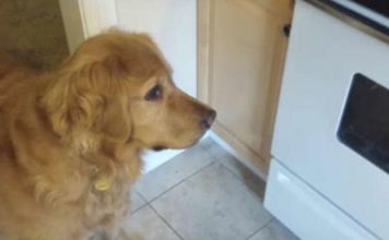 This Picky Dog Won’t Eat Her Dry Food, So Dad Came Up With A Solution