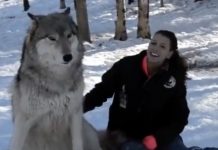 Giant Wolf Sits Down Next To This Lady Now Watch The Moment When Their Eyes Meet.