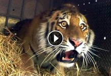 Breathtaking Footage Captures The Moment When Rare Amur Tiger Regains Freedom