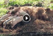 This Mama Pig Nearly Dies To Save Her 13 Babies. Watch When She Says Goodbye To Them…