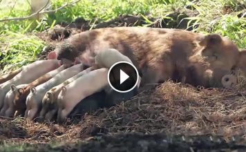 This Mama Pig Nearly Dies To Save Her 13 Babies. Watch When She Says Goodbye To Them…