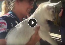 Mama Goat Was Absolutely Devastated When Her Baby Was Stolen. Watch The Moment She Sees Him Again…