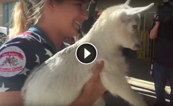 Mama Goat Was Absolutely Devastated When Her Baby Was Stolen. Watch The Moment She Sees Him Again…