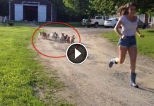 This Stampede Of Baby Goats Might Be The Cutest Thing You Will See Today
