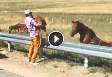 Baby Horse Got Separated From His Mother. Now Watch How This Man Rescues Him