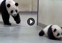 Baby Panda Snuck Out Of Bed. Watch What Happens When Mom Finally Catches Her