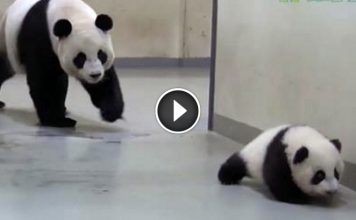 Baby Panda Snuck Out Of Bed. Watch What Happens When Mom Finally Catches Her
