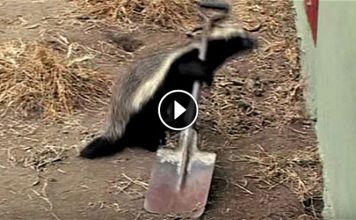 Honey Badger Kept Escaping. What Is Captured When He Set Up A Camera Is Astonishing!!
