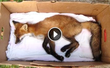 Girl Saw A ‘Dead’ Fox On The Side Of The Road. Then.. A Miracle Happened.