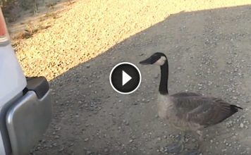 Lonely Goose Approaches A Man Looking For A Help. What Follows Is Simply Incredible