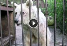 This Bear Was Held In Cage For Over 30 Years. Watch Her Reaction When She Is Finally Free