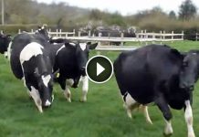 Cows Were Let Out To Pasture For The First Time In Months…this Is Aww-some