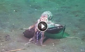 Scientists Cant Help But Laugh When They See A Crafty Octopus Underwater