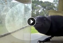 Doubt A Crows Intelligence? You Won’t After Seeing This…