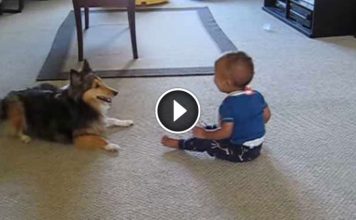 No One Believed That Their Dog And Baby Could Do This… So They Grabbed A Camera! Brilliant!
